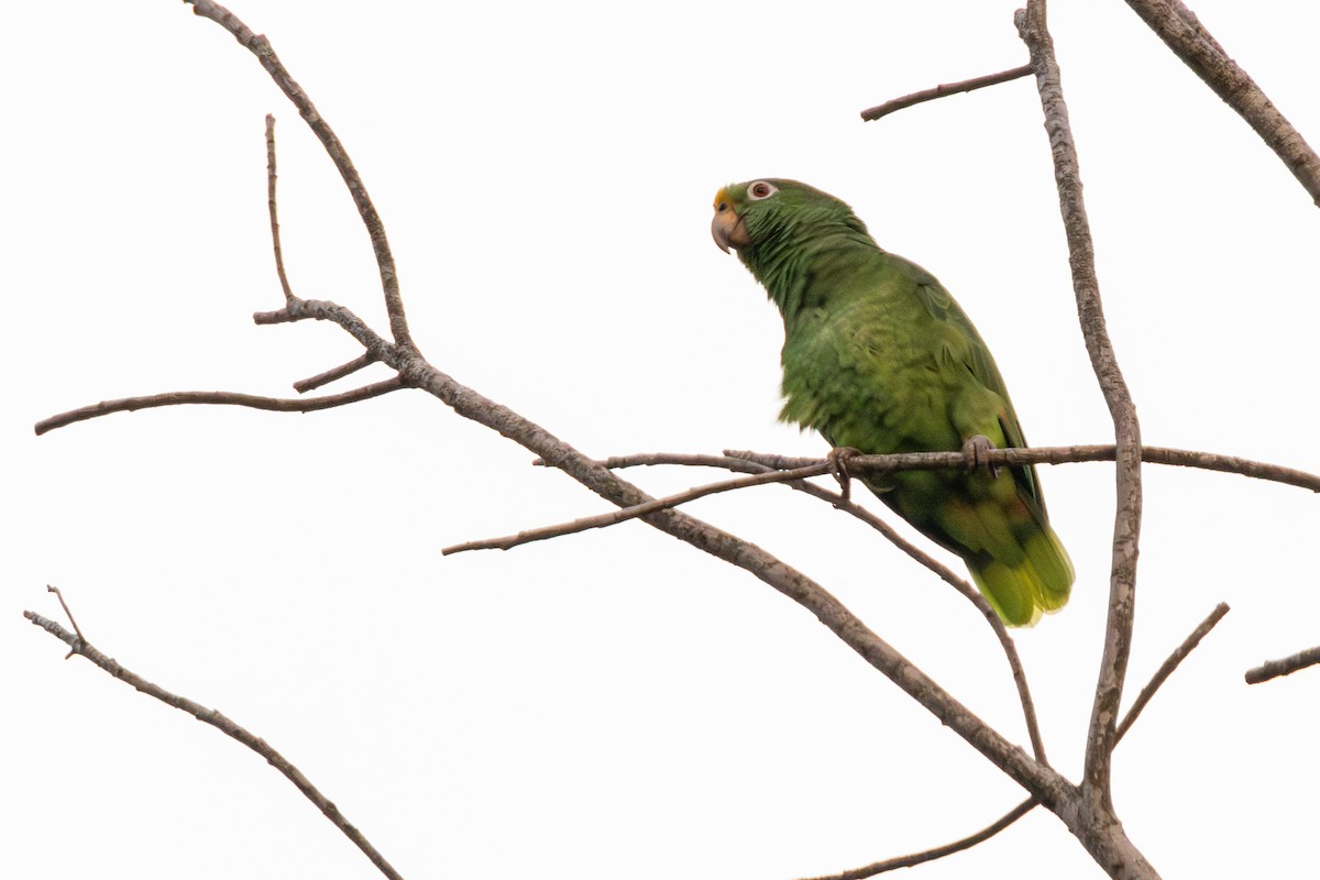 Yellow-crowned Amazon - ML646181758