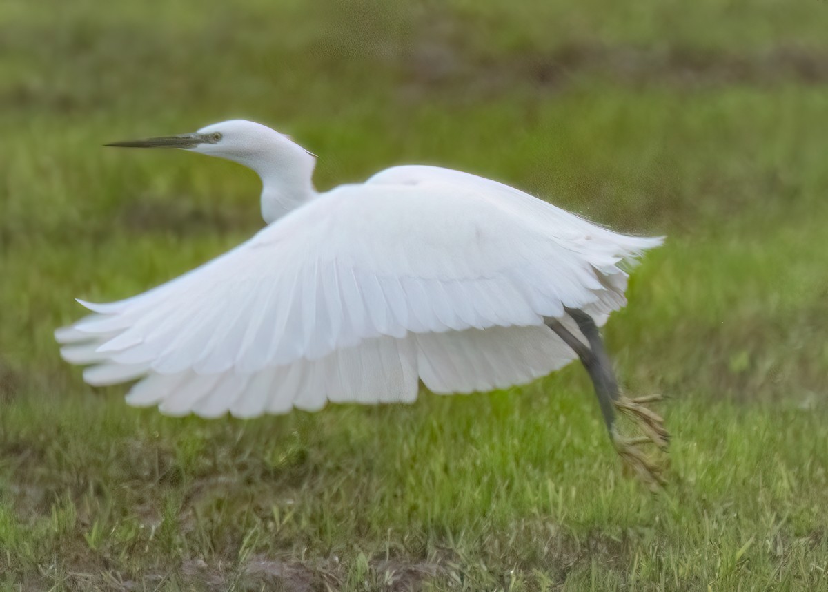 Little Egret - ML646181767