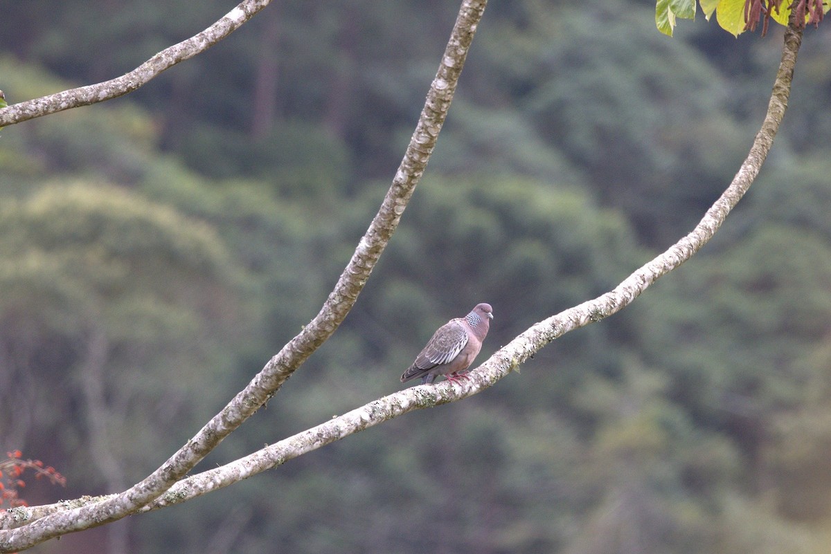 Pikazuro Güvercini - ML646181768