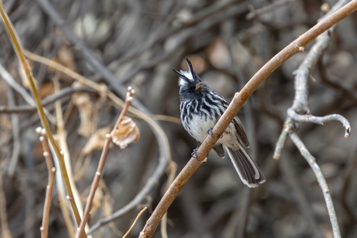 Pied-crested Tit-Tyrant - ML646181776