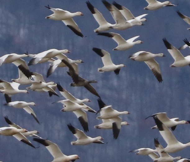 Snow Goose - ML646181777