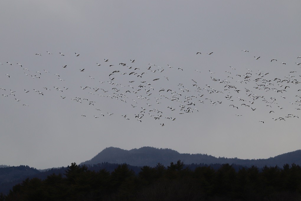 Snow Goose - ML646181778