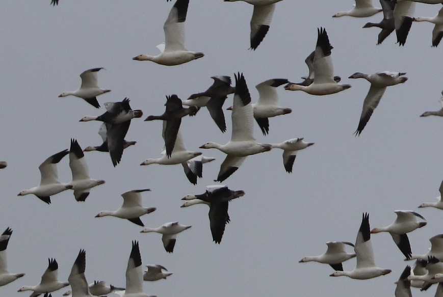 Snow Goose - ML646181779