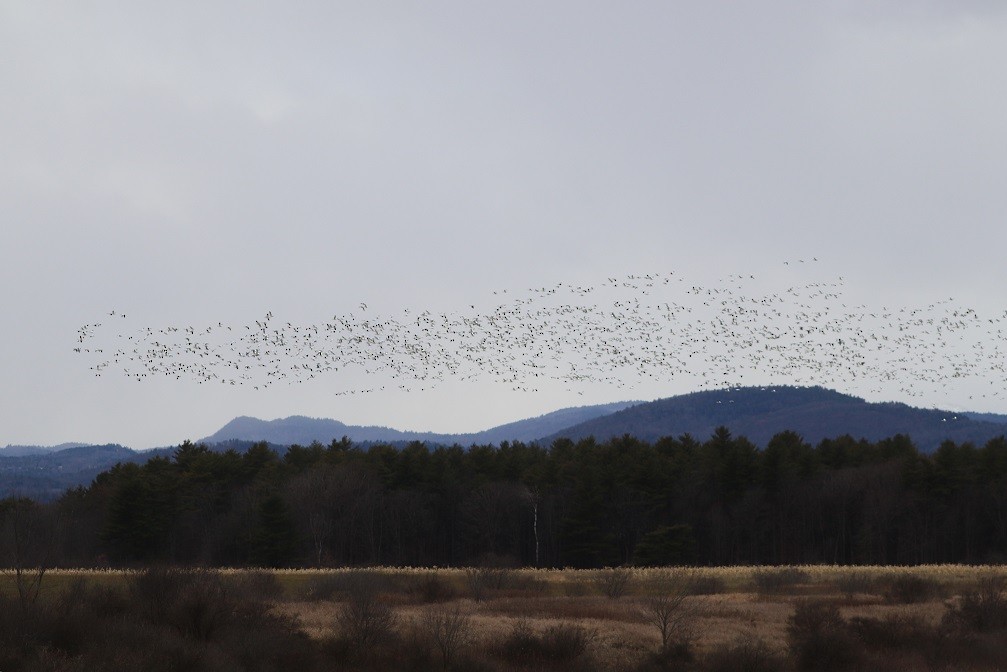 Snow Goose - ML646181780