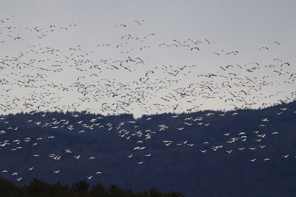 Snow Goose - ML646181781