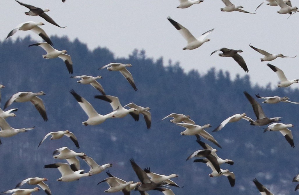 Snow Goose - ML646181782