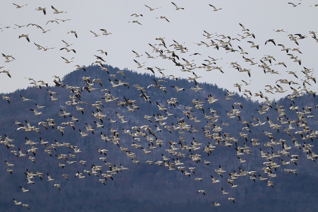 Snow Goose - ML646181783