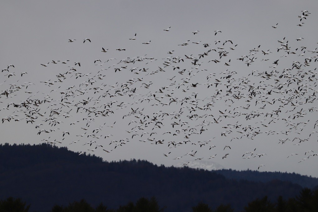 Snow Goose - ML646181784