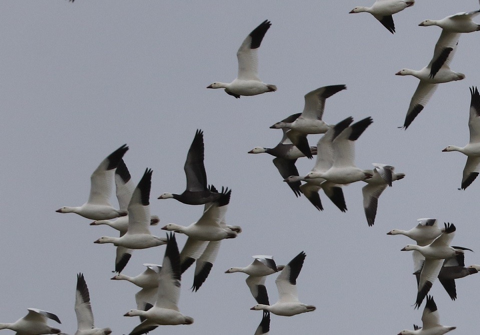 Snow Goose - ML646181785