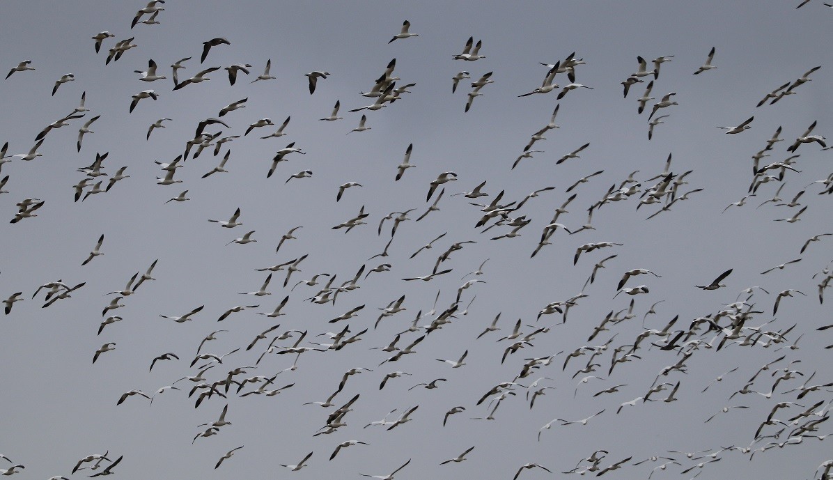 Snow Goose - ML646181786