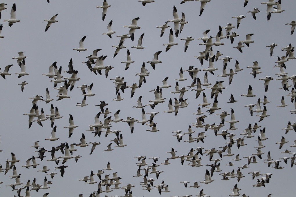 Snow Goose - ML646181787