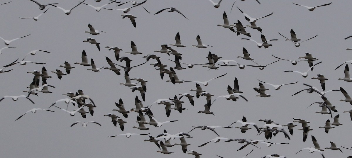 Snow Goose - ML646181788