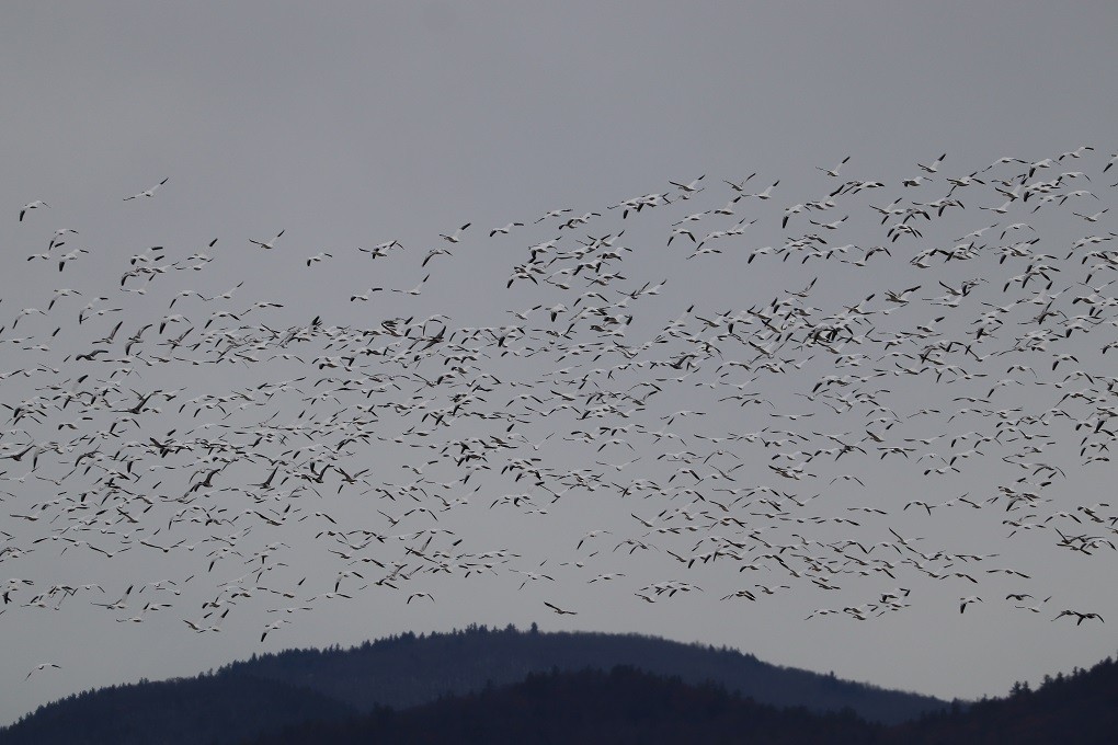 Snow Goose - ML646181789