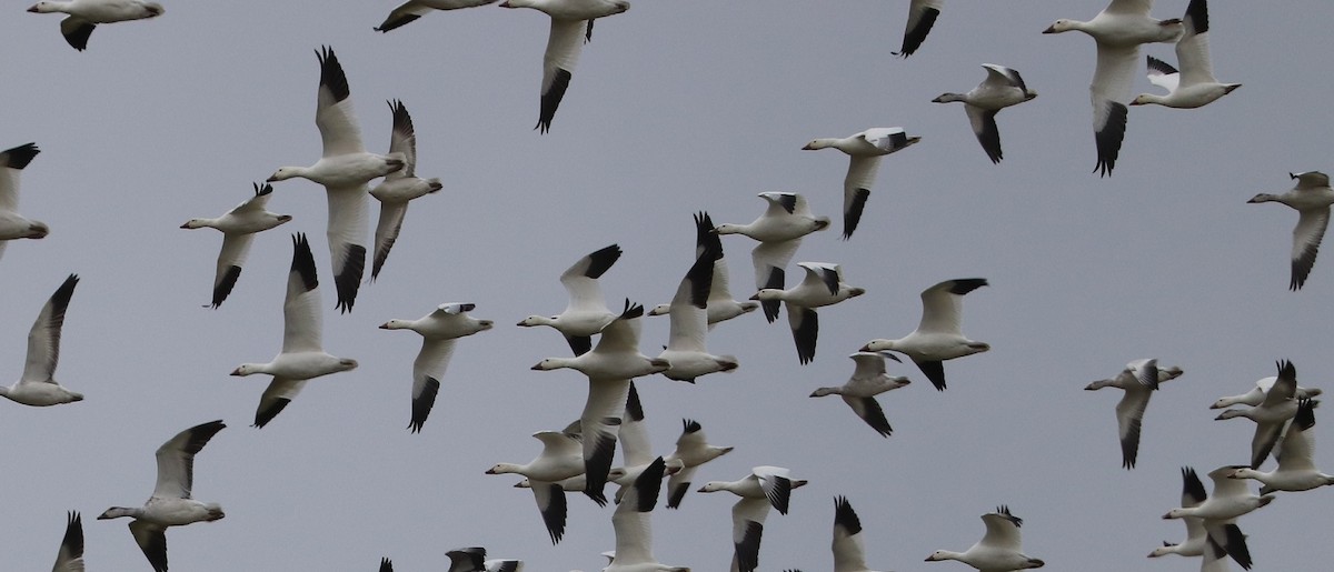 Snow Goose - ML646181790