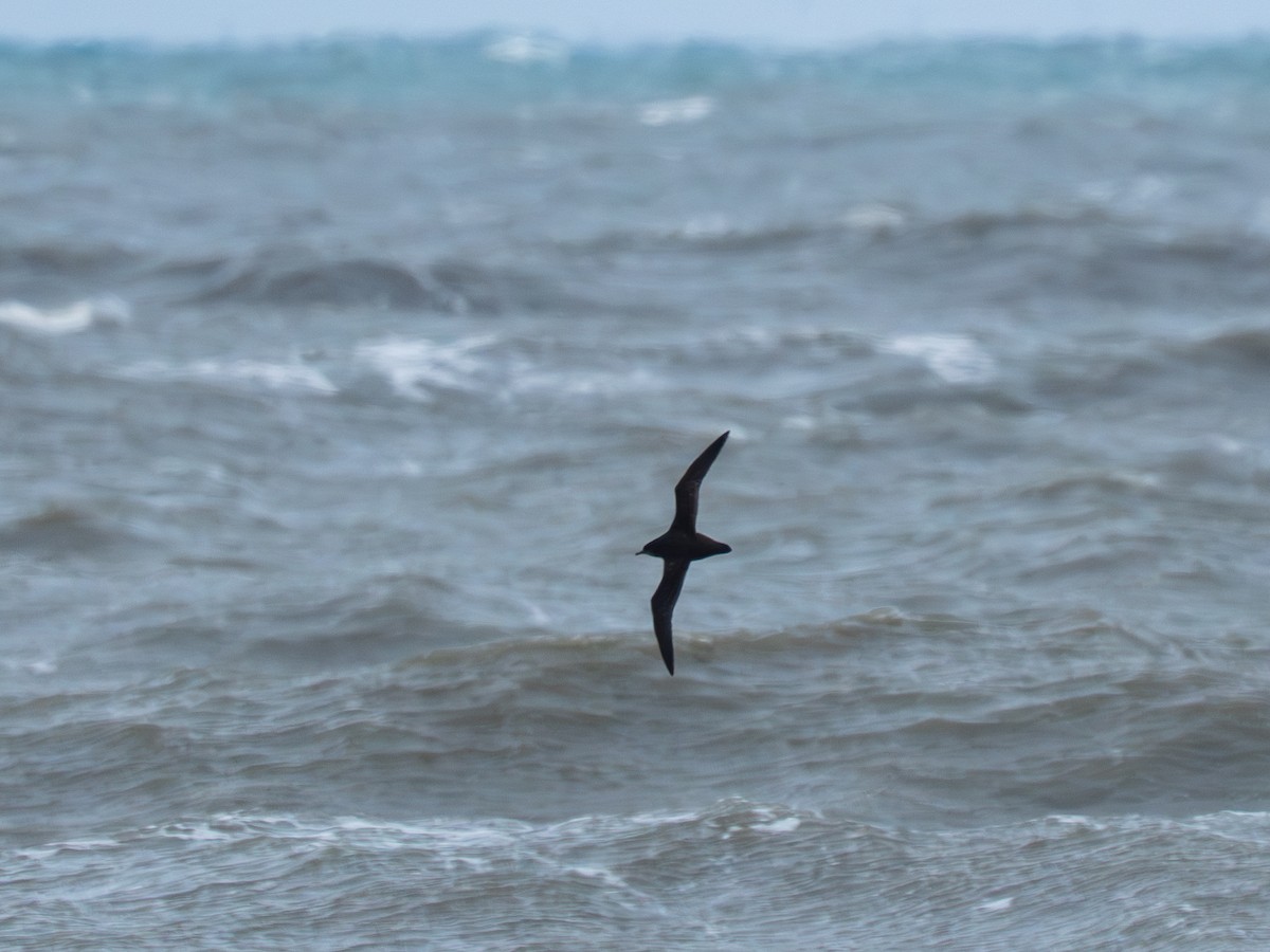Short-tailed Shearwater - ML646181791