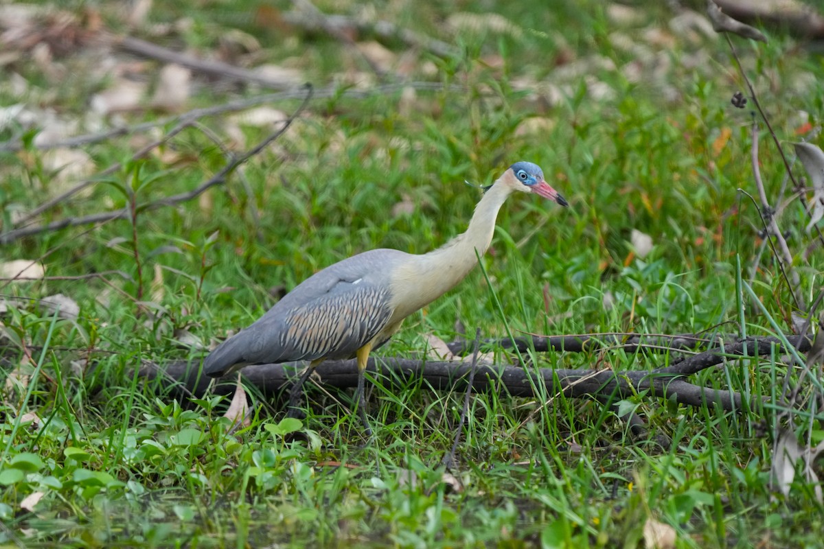 Whistling Heron - ML646181792