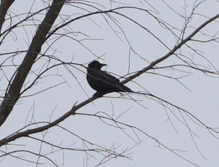 American Crow - ML646181797