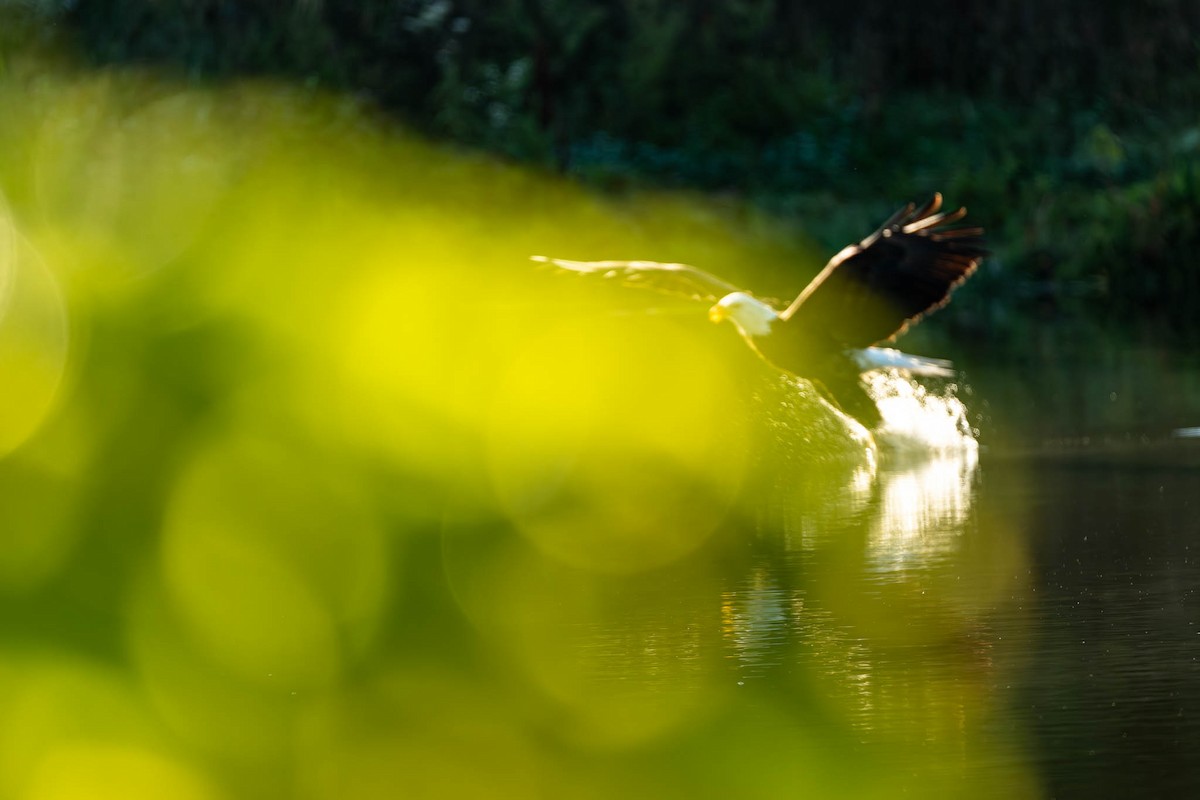 Bald Eagle - ML646181798