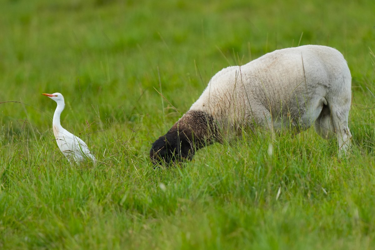 Western Cattle-Egret - ML646181799