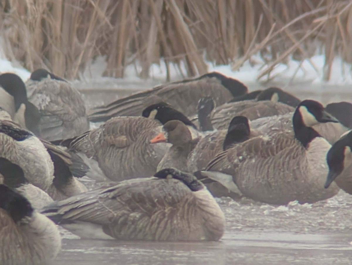 Greater White-fronted Goose - ML646181804
