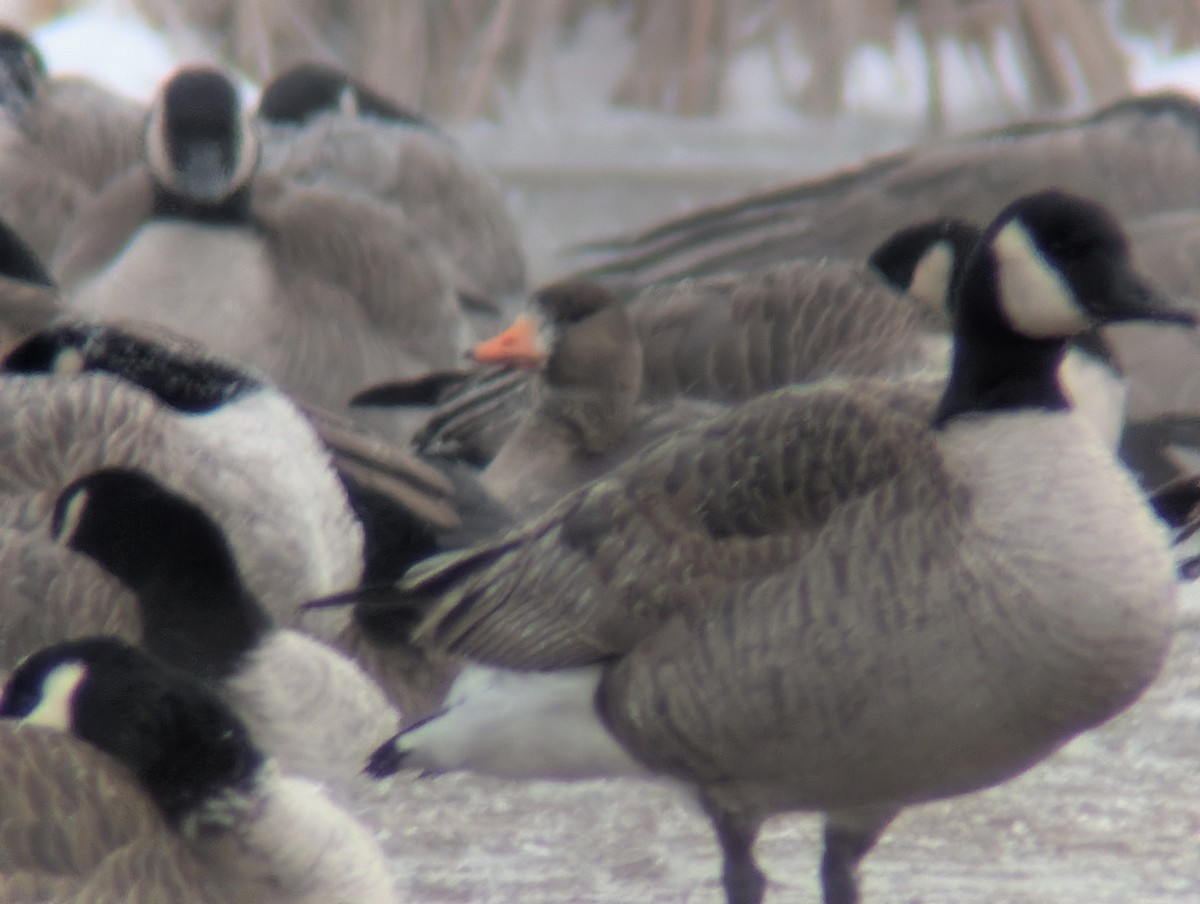 Greater White-fronted Goose - ML646181805