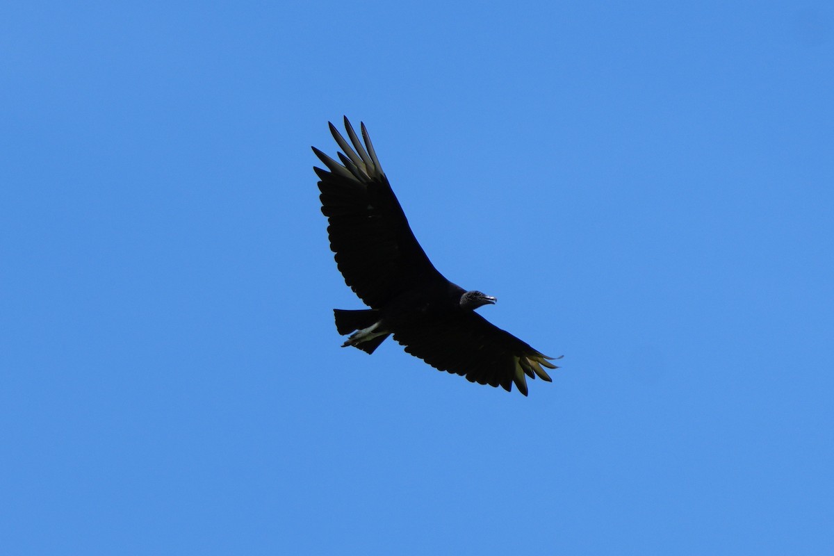 Black Vulture - ML646181808