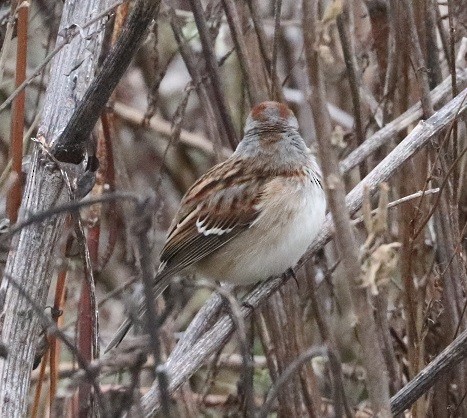 American Tree Sparrow - ML646181809