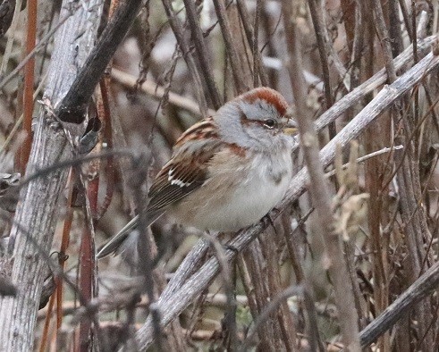 American Tree Sparrow - ML646181810