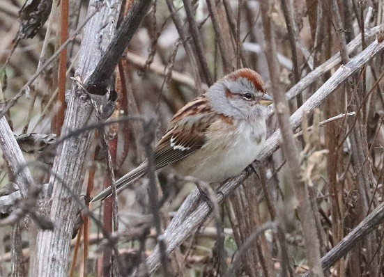 American Tree Sparrow - ML646181811