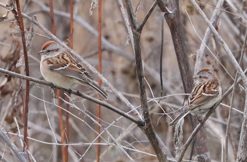 American Tree Sparrow - ML646181812
