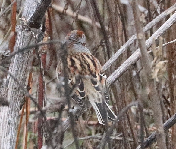 American Tree Sparrow - ML646181813