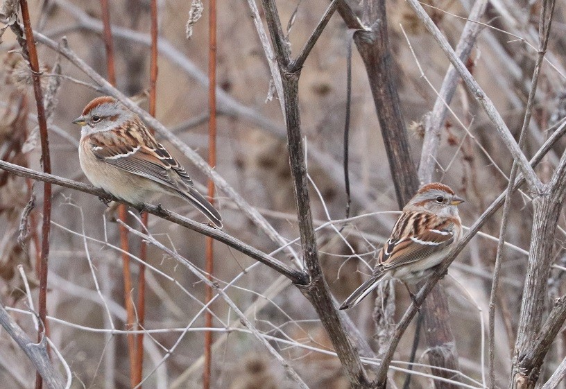 American Tree Sparrow - ML646181814