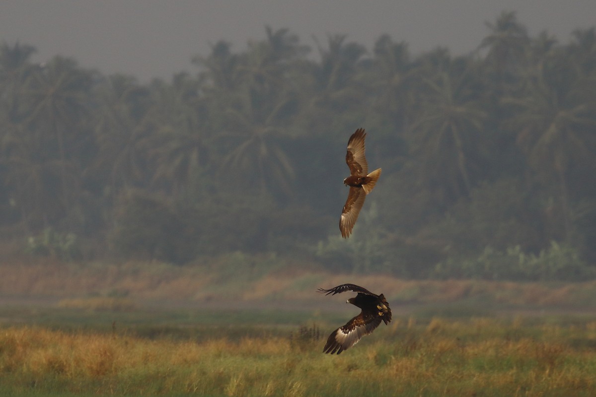 Greater Spotted Eagle - ML646181824
