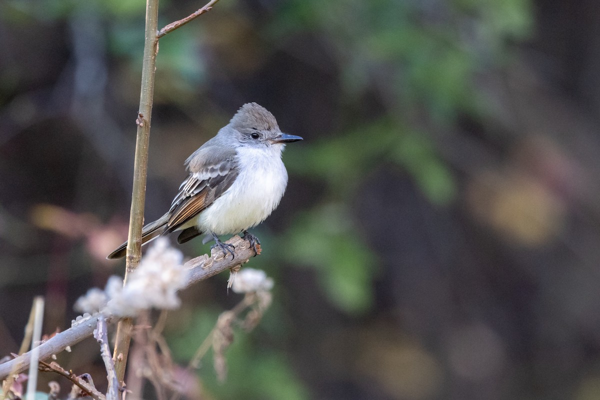 Ash-throated Flycatcher - ML646181828