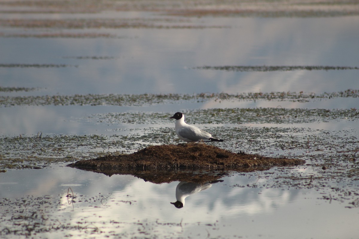 Andean Gull - ML646181829