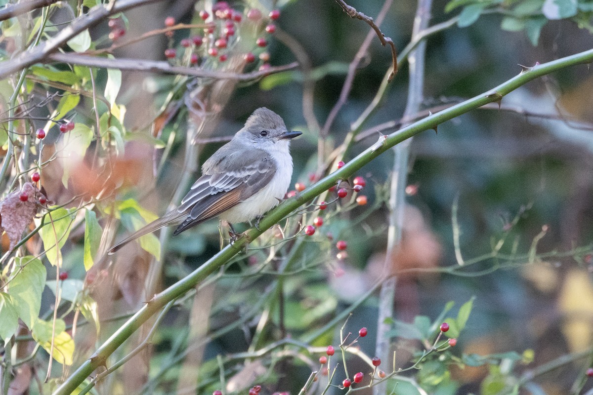 Ash-throated Flycatcher - ML646181830