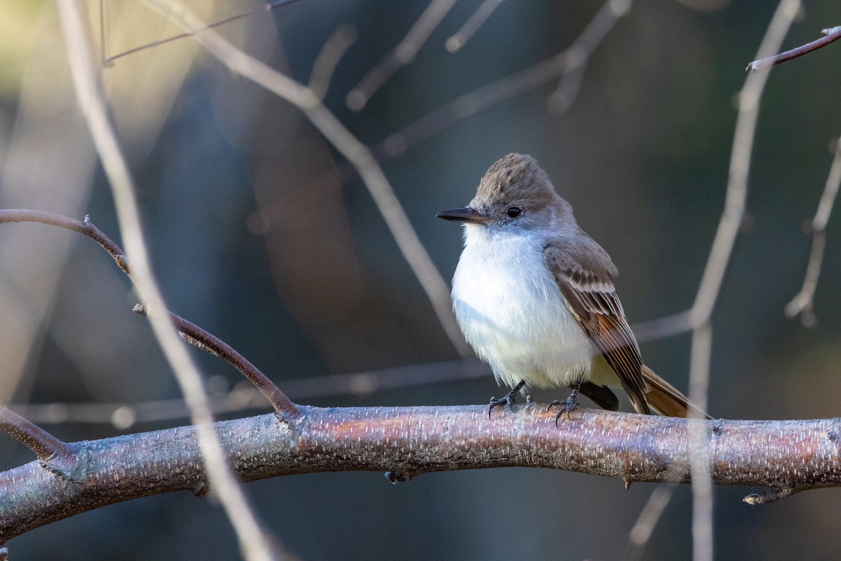 Ash-throated Flycatcher - ML646181831