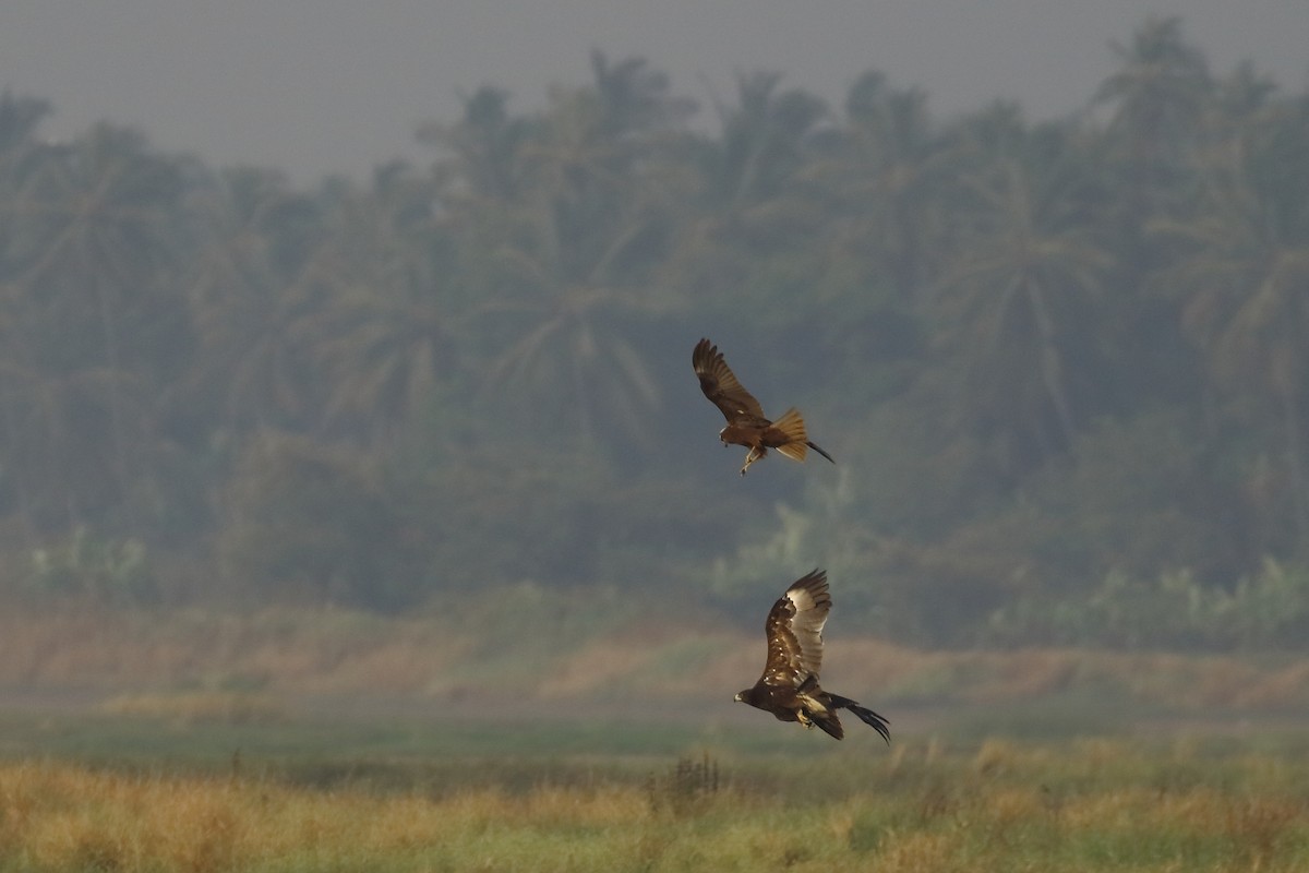 Greater Spotted Eagle - ML646181832