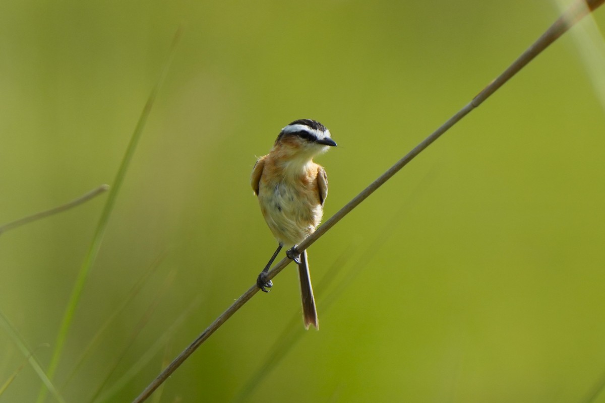 Sharp-tailed Tyrant - ML646181833