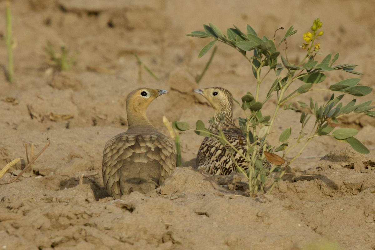 Chestnut-bellied Sandgrouse - ML646181836