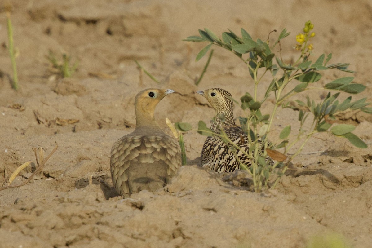 Chestnut-bellied Sandgrouse - ML646181837