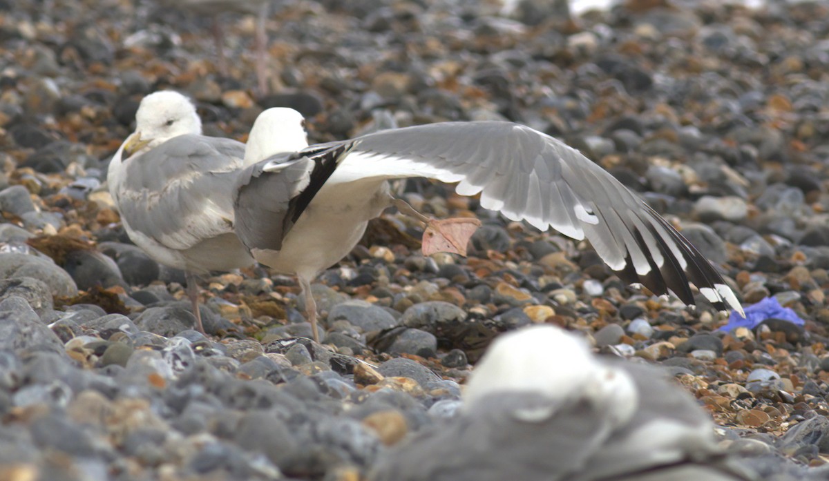 Caspian Gull - ML646181838