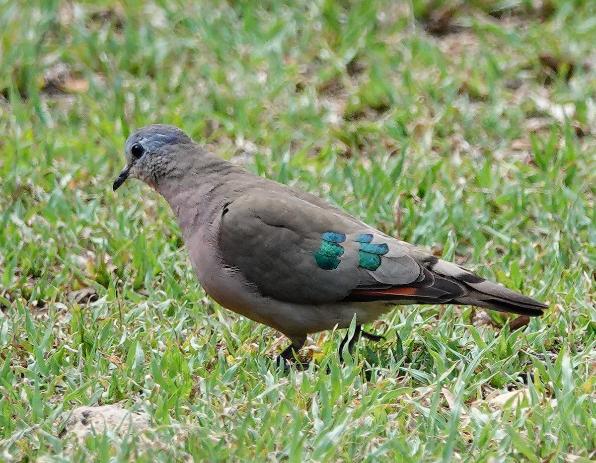 Emerald-spotted Wood-Dove - ML646181840