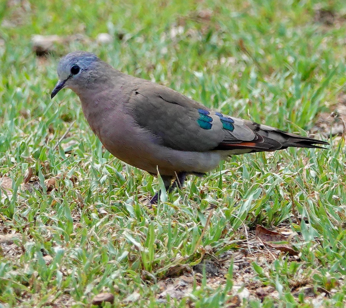 Emerald-spotted Wood-Dove - ML646181841