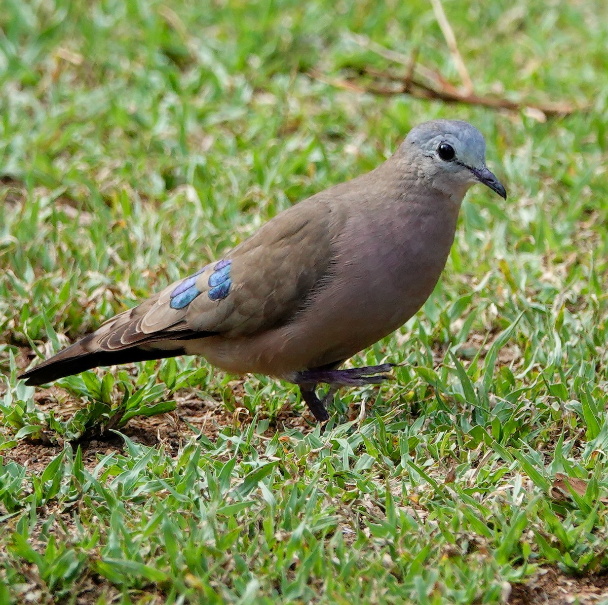 Emerald-spotted Wood-Dove - ML646181843