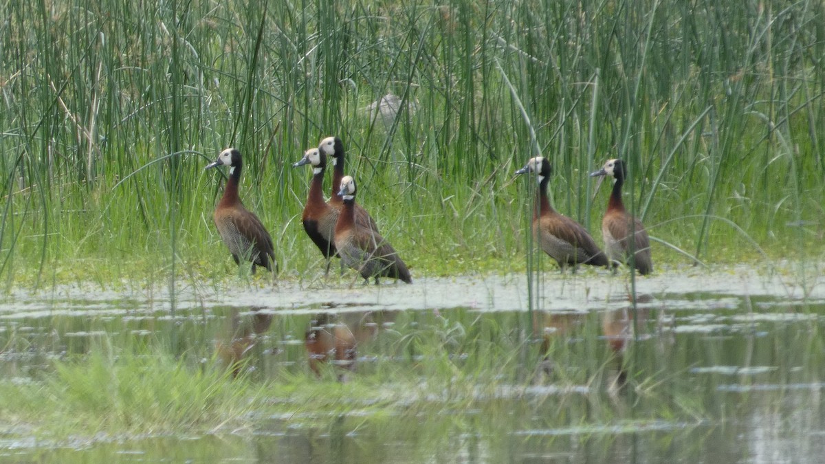 White-faced Whistling-Duck - ML646181844