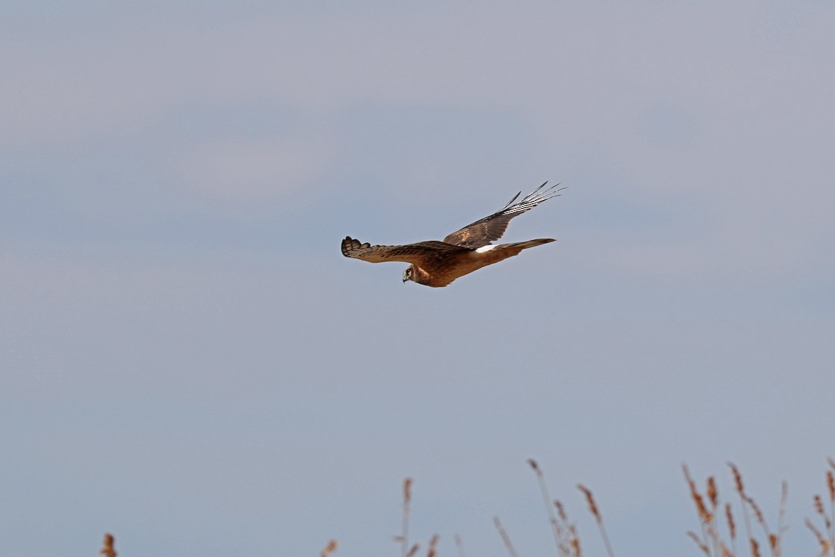 Northern Harrier - ML646181846