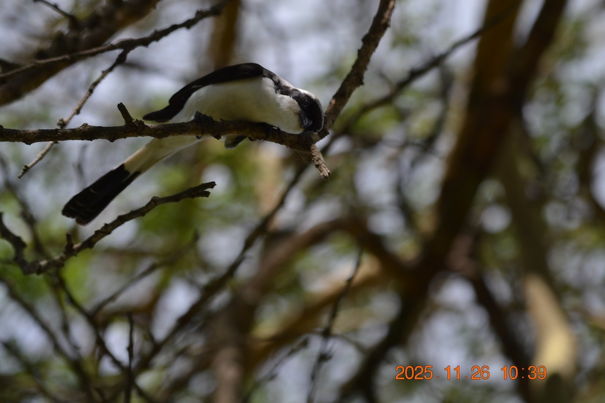 Gray-backed Fiscal - ML646181847