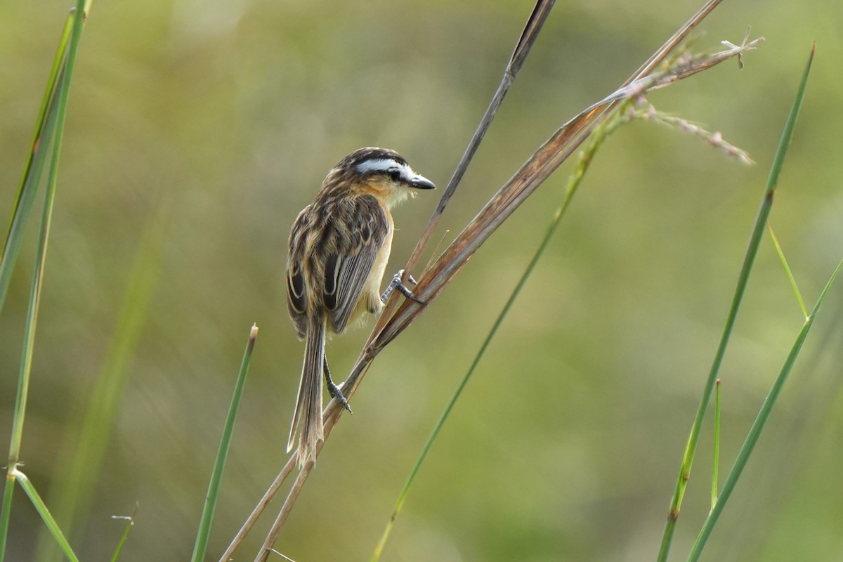 Sharp-tailed Tyrant - ML646181848