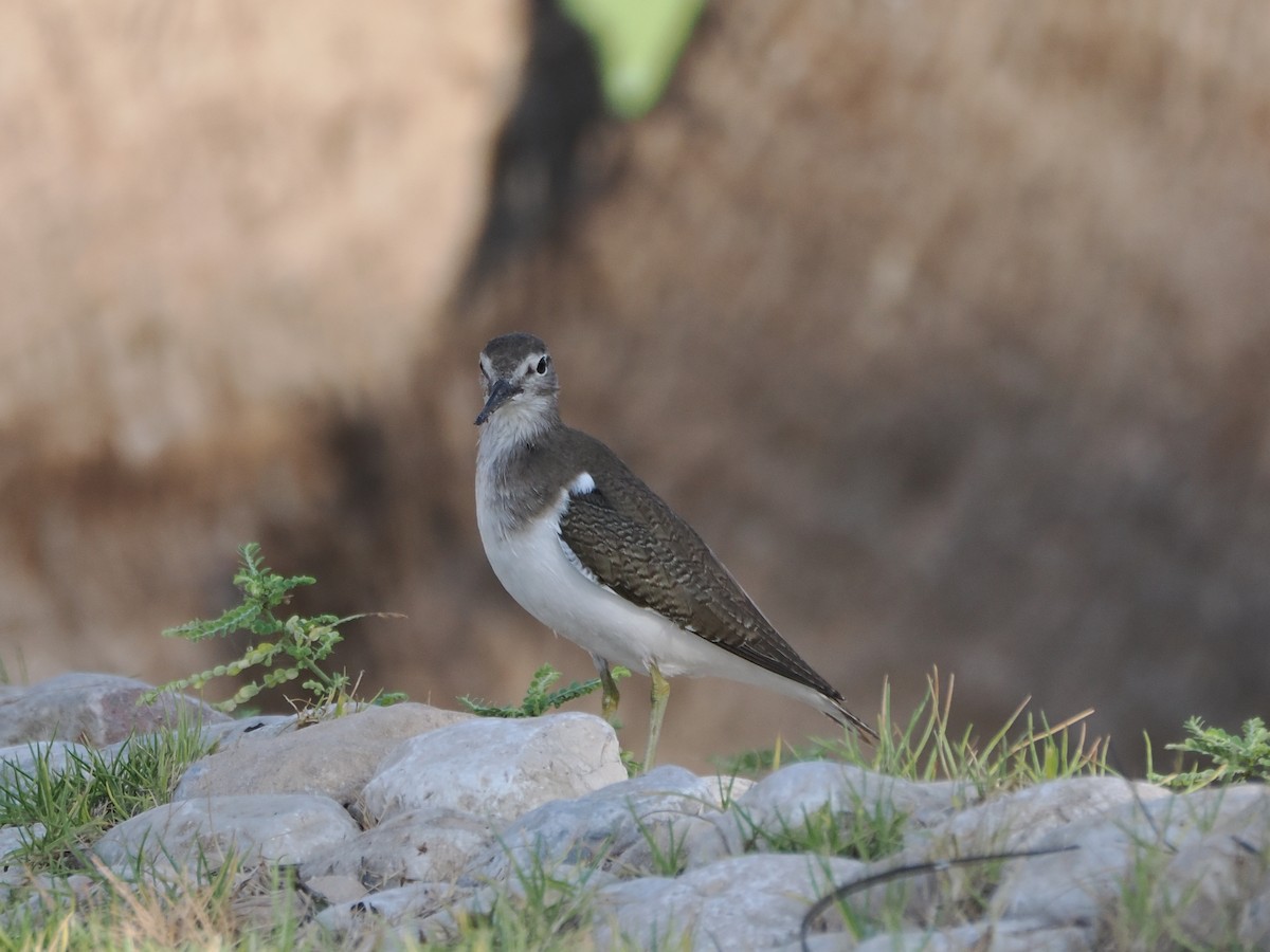 Common Sandpiper - ML646181850
